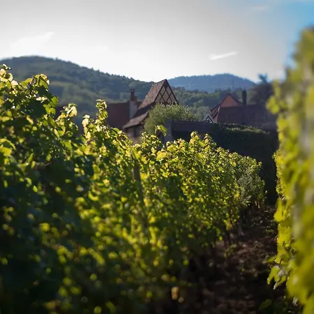Gite Le 1531 Kaysersberg-Vignoble Exterior photo